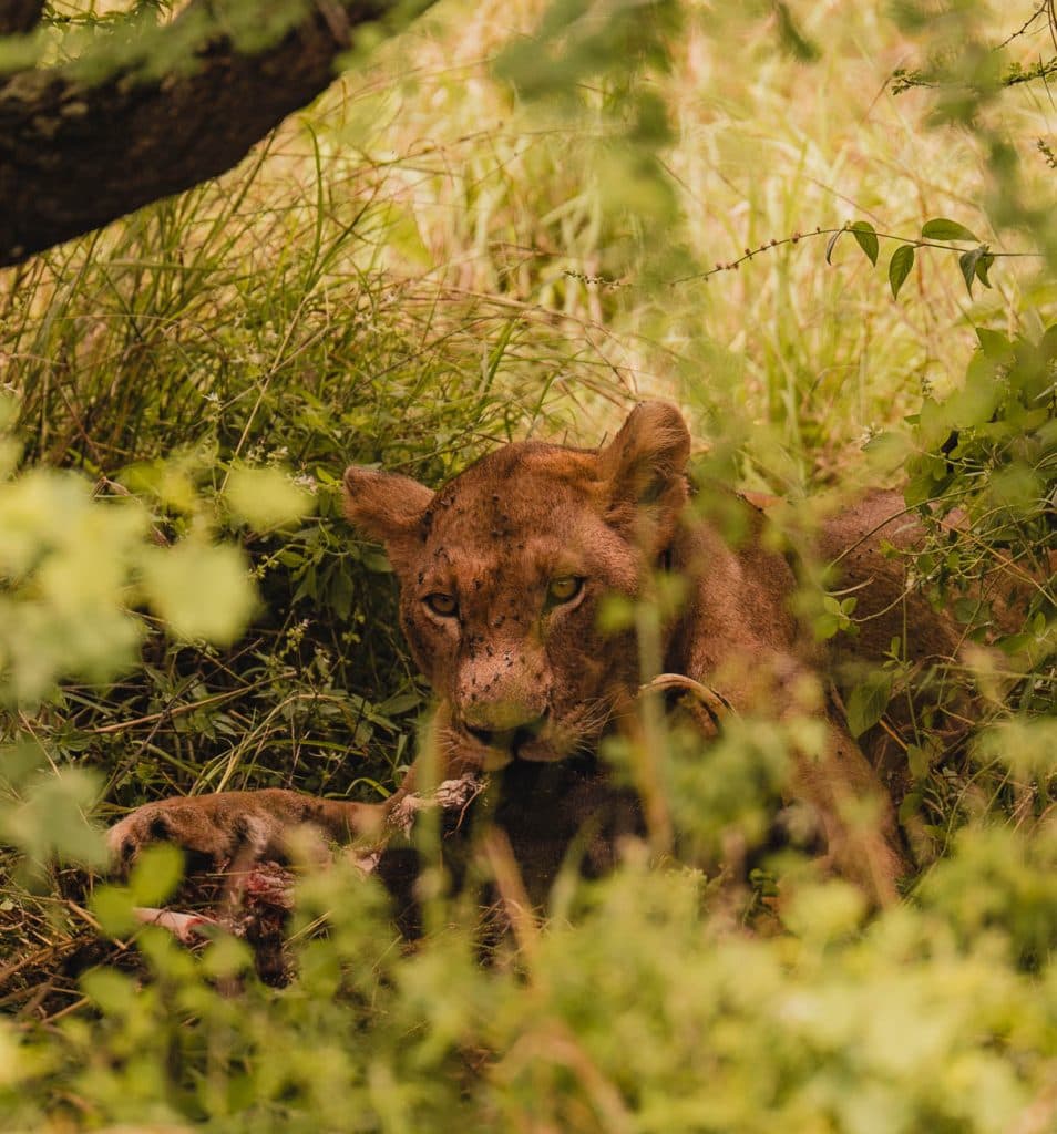 Een leeuw ligt verborgen in hoog gras en gebladerte, voor zich uit starend terwijl hij zich voedt met zijn prooi. Het omringende groen verhult het dier gedeeltelijk, waardoor een gevoel van camouflage ontstaat in zijn natuurlijke habitat in Afrika.