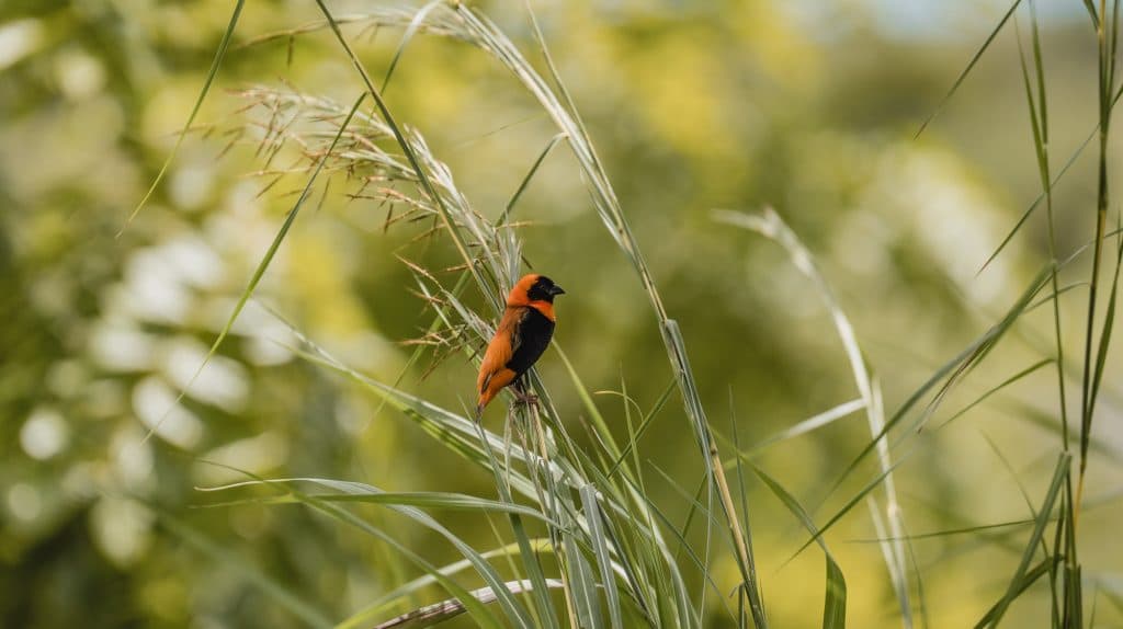 Een klein vogeltje met fel oranje en zwart verenkleed strijkt neer op een dunne, groene grasstengel tegen een weelderige, onscherpe achtergrond van groen, waarmee de verstilde schoonheid van Afrika's landschappen wordt vastgelegd, net als in Tanzania.