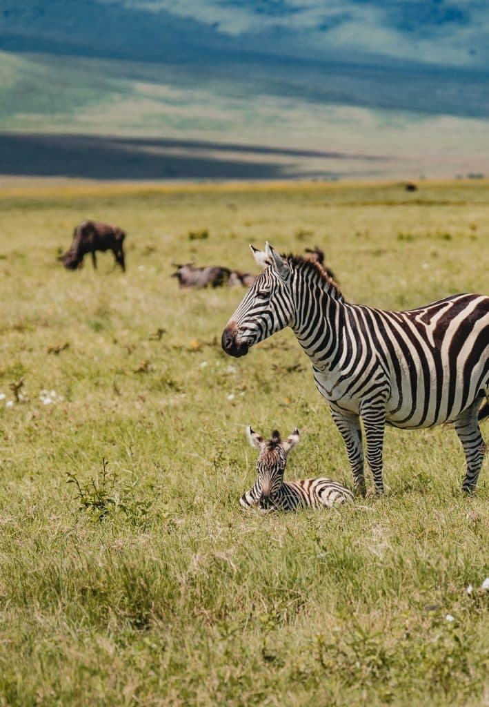 Een volwassen zebra staat naast een zebraveulen dat in hoog gras ligt, met op de achtergrond gnoes die grazen op de uitgestrekte, groene savanne van Tanzania onder een blauwe hemel.