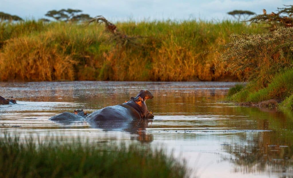 Een nijlpaard gedeeltelijk ondergedompeld in een kalme rivier in Afrika, omringd door hoog groen gras en bomen onder zacht avondlicht - een rustig tafereel in de buurt van Pole pole door Tanzania.