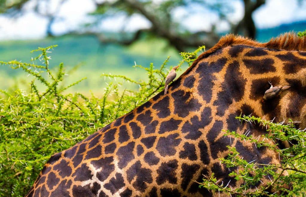 Een close-up van de nek en schouder van een giraffe, gedeeltelijk verborgen door groene doorntakken, met twee kleine vogels op zijn rug - een beeld van de serene schoonheid van Afrika in de buurt van Pool Tanzania. De achtergrond is onscherp in groene en blauwe tinten.