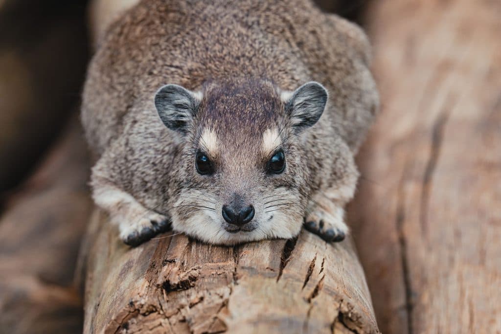 Een close-up van een rotsvijg die plat op een boomstam ligt in Afrika, met zijn gezicht naar de camera. Het dier heeft ronde oren, donkere ogen en een korte, dichte vacht die opgaat in het bruine, getextureerde hout eronder.
