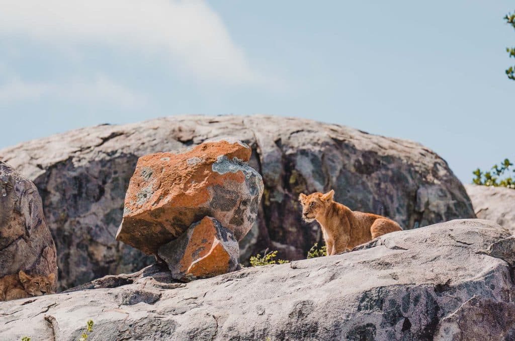 Een jonge leeuw zit op een grote rots onder een helderblauwe hemel in Afrika, gedeeltelijk in de schaduw van een groot, oranje gekleurd rotsblok in de buurt. Door de spleten in de rotsen piept spaarzaam groen.
