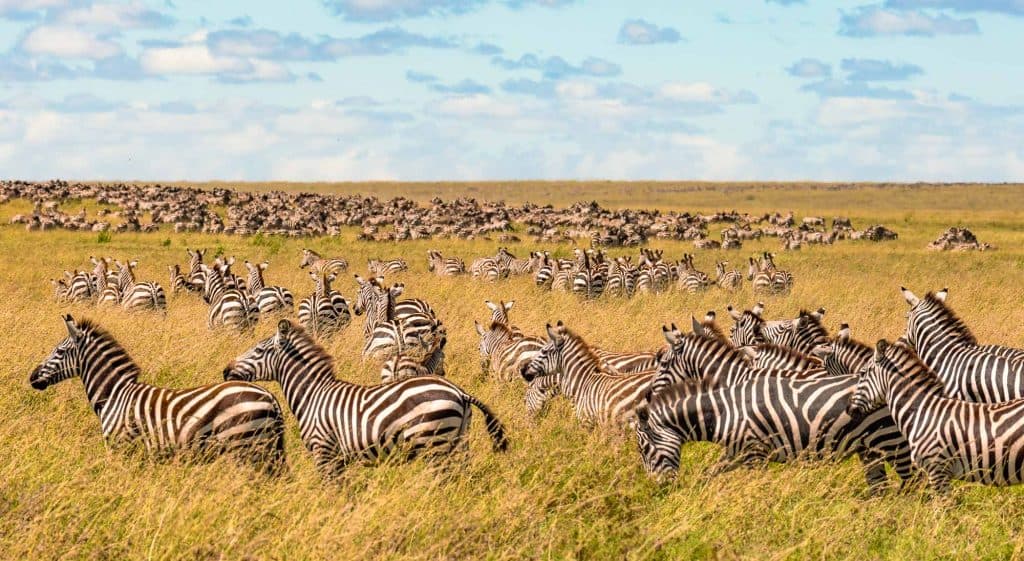 Een grote kudde zebra's staat en graast in hoog goudkleurig gras op een open savanne in Afrika, met meer zebra's en gnoes zichtbaar in de verte onder een gedeeltelijk bewolkte hemel.