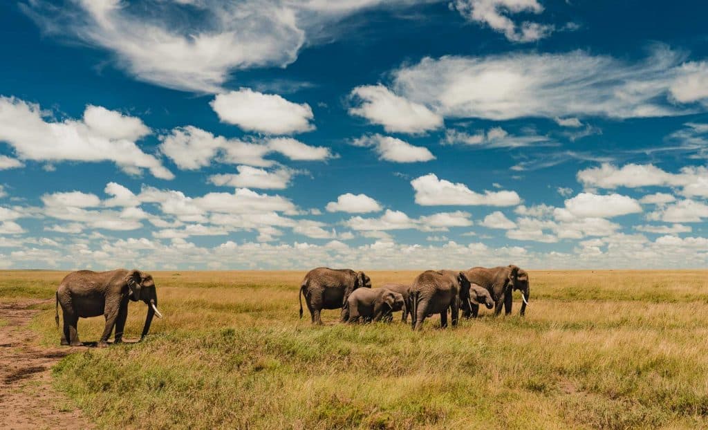 Een groep olifanten, waaronder volwassenen en kalveren, staat en graast op een grasvlakte in Afrika onder een blauwe lucht met verspreide witte wolken - perfect voor een Pole pole door Tanzania avontuur.
