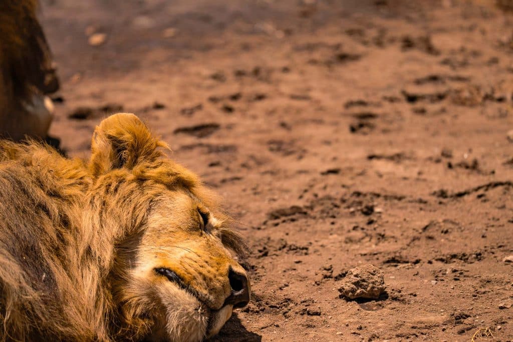Een leeuw met gouden manen ligt op de droge, bruine aarde in Afrika en lijkt vredig uit te rusten onder het zonlicht, alsof hij een paaldeur in Tanzania bewaakt.
