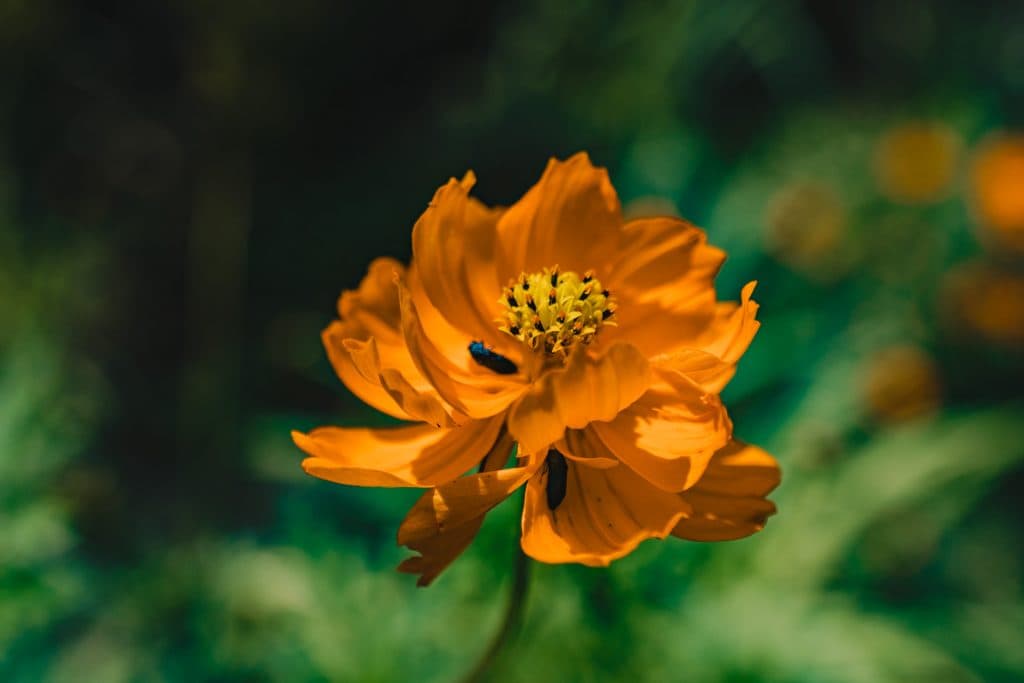 Een close-up van een levendige oranje bloem met gele meeldraden en een klein zwart insect op het bloemblad, tegen een onscherpe groene achtergrond in Tanzania, Afrika.