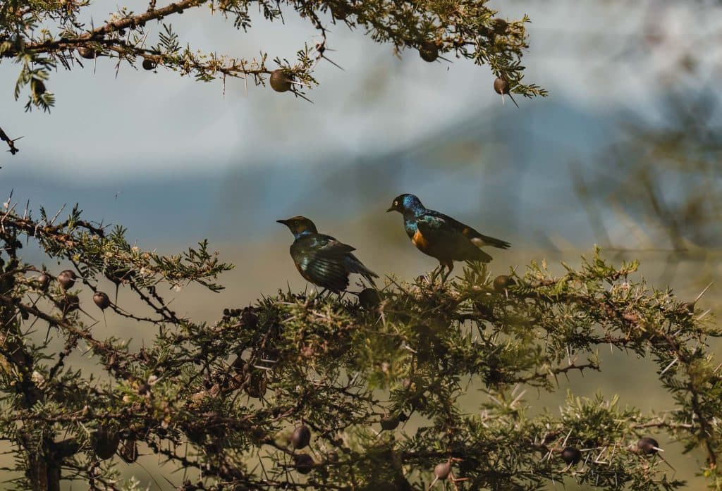 Twee iriserende blauwgroene vogels zitten op de takken van een doornige boom in Afrika, omringd door kleine ronde zaaddozen, met een vaag berglandschap op de achtergrond.