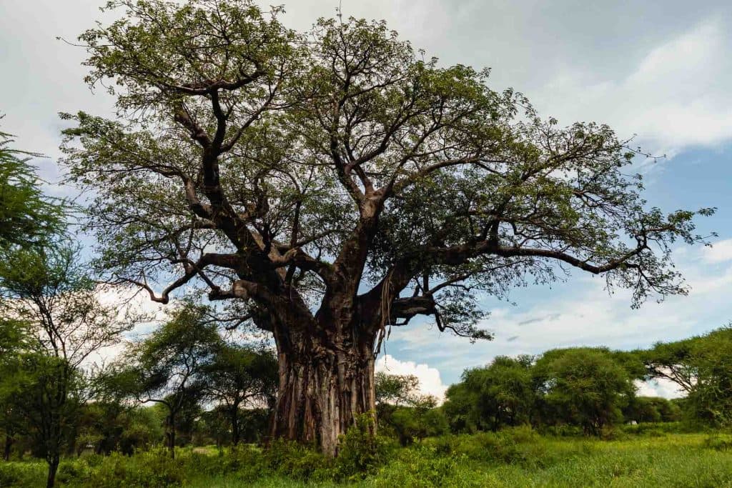 Een grote, oude baobabboom met een dikke stam en brede takken staat in een weelderig groen landschap in Tanzania, omringd door kleinere bomen en gras onder een gedeeltelijk bewolkte hemel - een waar symbool van Afrika's pooltempo.