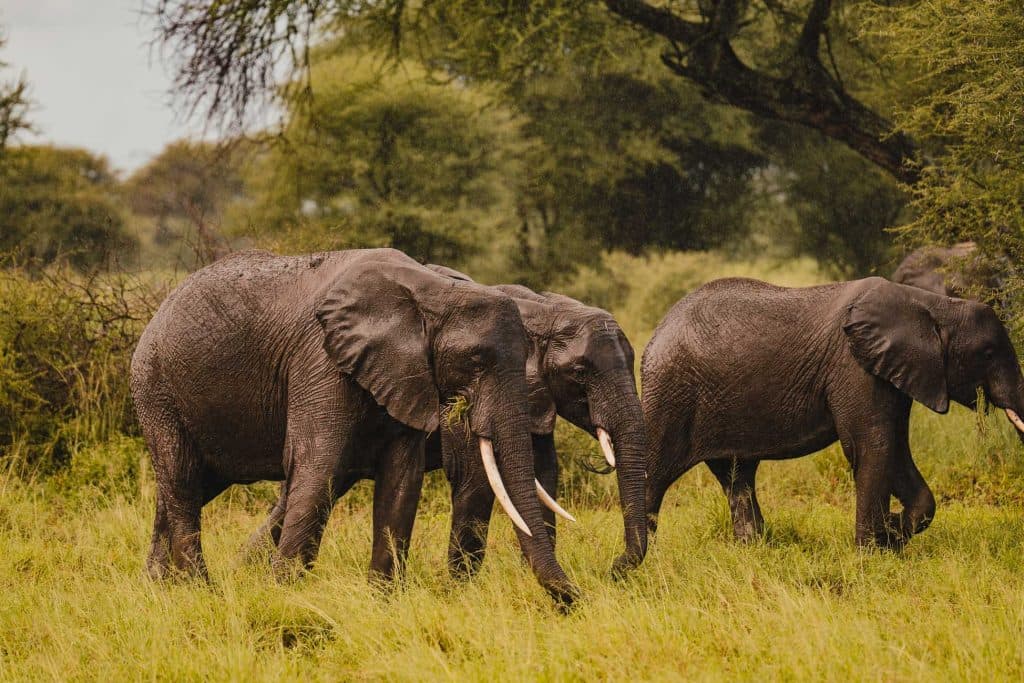 Drie olifanten lopen met stokken door hoog gras in een weelderig, groen Tanzaniaans landschap met bomen op de achtergrond. De olifanten lijken nat, waarschijnlijk van de recente regen.