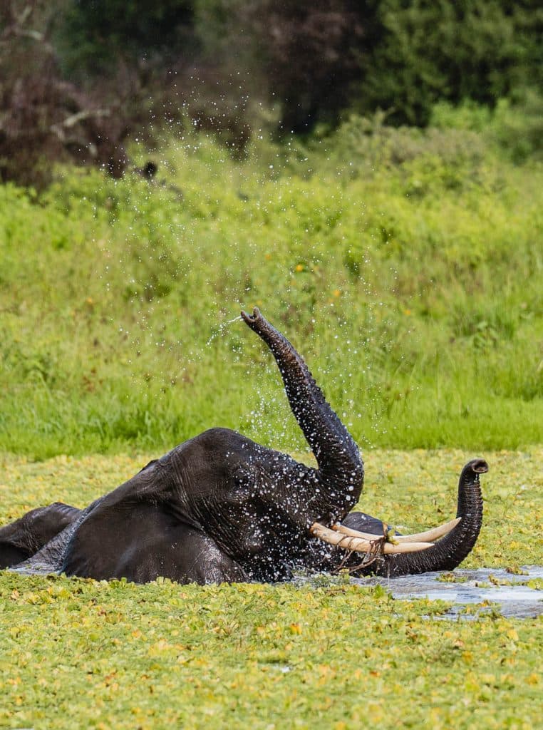 Een olifant ligt op zijn zij in een Tanzaniaanse vijver, speels water sproeiend met zijn slurf te midden van weelderige, groene vegetatie - genietend van de levenspool.