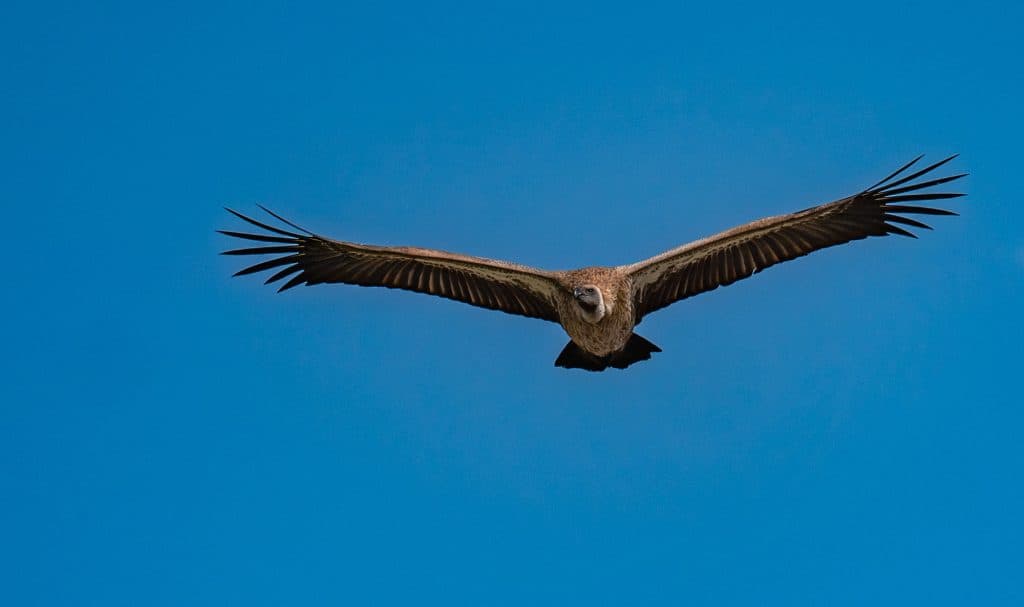 Een grote bruine gier zweeft met uitgestrekte vleugels tegen een helderblauwe lucht boven Afrika, van onderaf gezien.