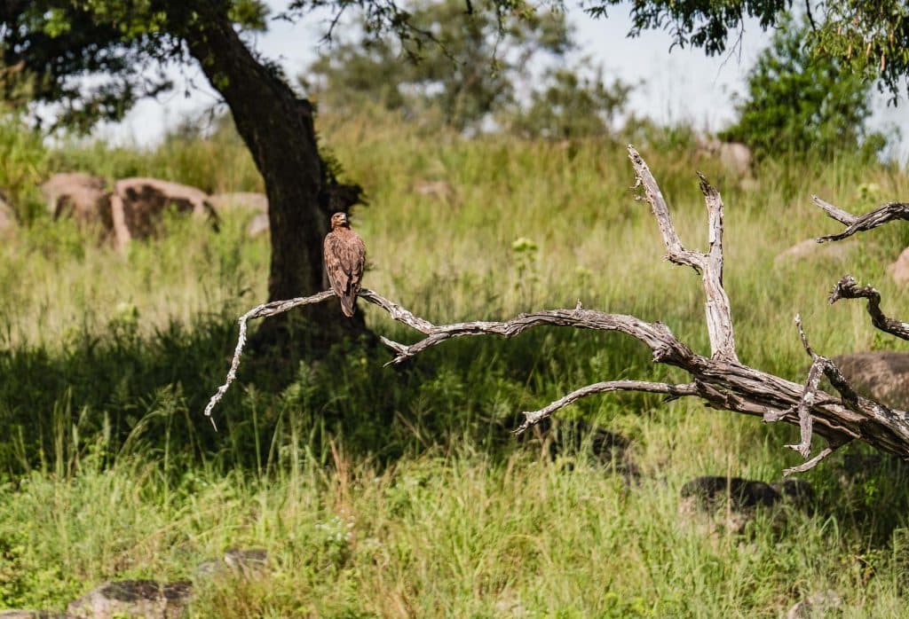 Een bruine roofvogel zit op een kale, gebogen boomtak in een grasachtig, groen Tanzaniaans landschap, met verspreide rotsen en bomen die bijdragen aan de wilde schoonheid van Afrika.