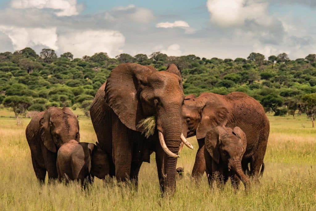 Een groep van vijf olifanten, waaronder volwassenen en kalveren, staat dicht bij elkaar in hoog gras op de Afrika-savanne bij Pole pole door Tanzania, met groene bomen en een bewolkte lucht op de achtergrond.