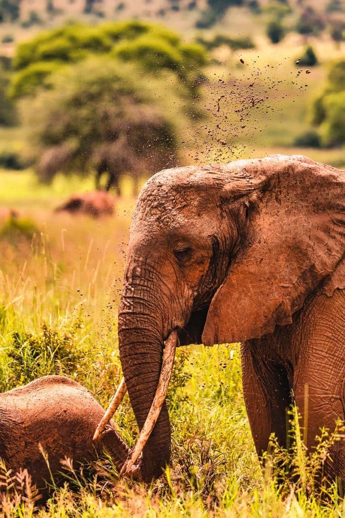 Een close-up van een volwassen olifant die zijn slurf gebruikt om vuil op zijn rug te gooien, staand in hoog gras naast een andere olifant in een weelderige, groene savanne - een beeld van de wilde schoonheid van Afrika tijdens een Pole pole door Tanzania-reis.