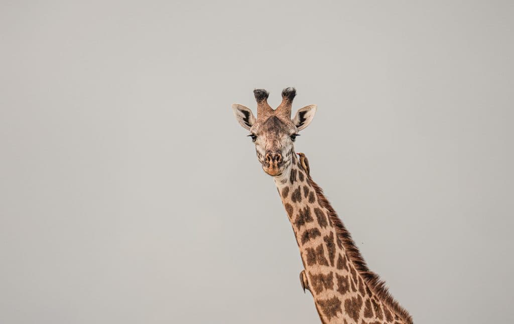 Een giraffe met een lange nek en opvallende vlekken, die doen denken aan Afrika's majestueuze wilde dieren, staat tegen een effen, lichtgrijze achtergrond, recht voor de camera.