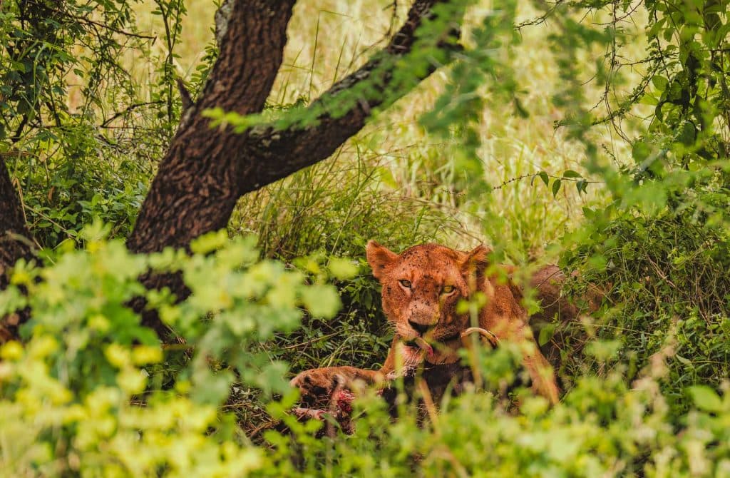 Een leeuwin ligt in dicht groen gebladerte in Tanzania, gedeeltelijk verborgen terwijl ze zich voedt met haar prooi en rechtstreeks naar de camera kijkt. Zonlicht filtert door de bomen boven haar.