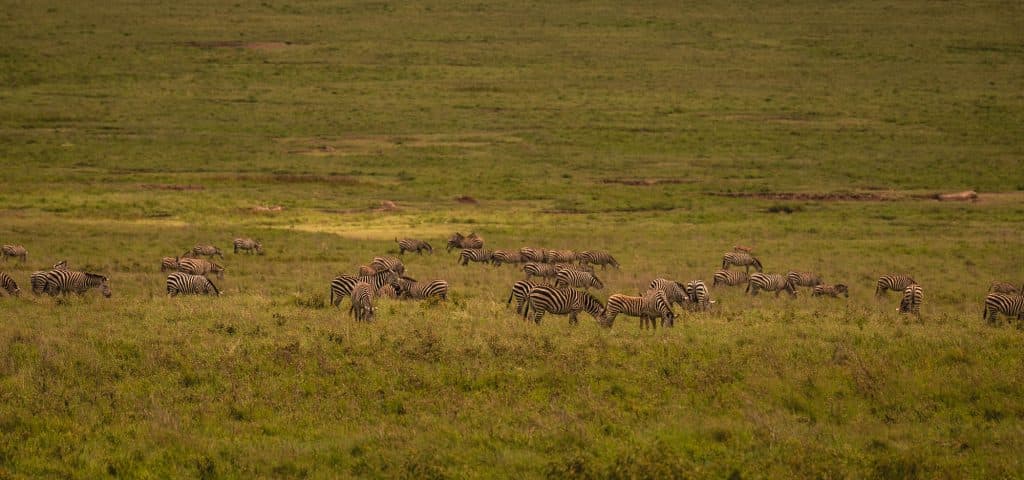 Een kudde zebra's graast op een uitgestrekte, groene grasvlakte in Tanzania, met glooiende heuvels op de achtergrond onder een bewolkte hemel - een echt Afrika-tafereel in pooltempo.