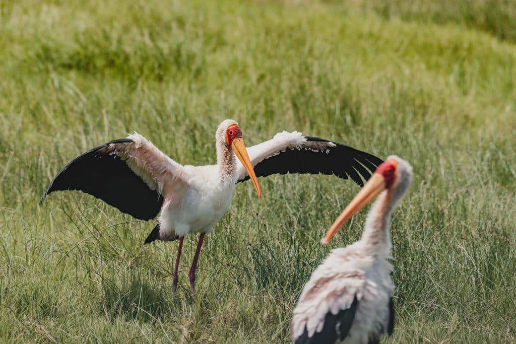 Twee geelsnavel ooievaars staan in hoog groen gras in Tanzania; de ene heeft zijn vleugels opengespreid, waardoor zwarte veren te zien zijn, terwijl de andere op de voorgrond staat met zijn snavel naar voren gericht.