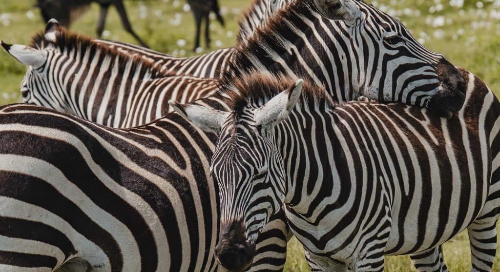 Drie zebra's staan dicht bij elkaar in een grasveld in Afrika. De ene zebra rust met zijn kop op de rug van de andere, terwijl de derde naar voren kijkt. Hun zwarte en witte strepen creëren patronen in de buurt van een paaldeur Tanzania-ingang.