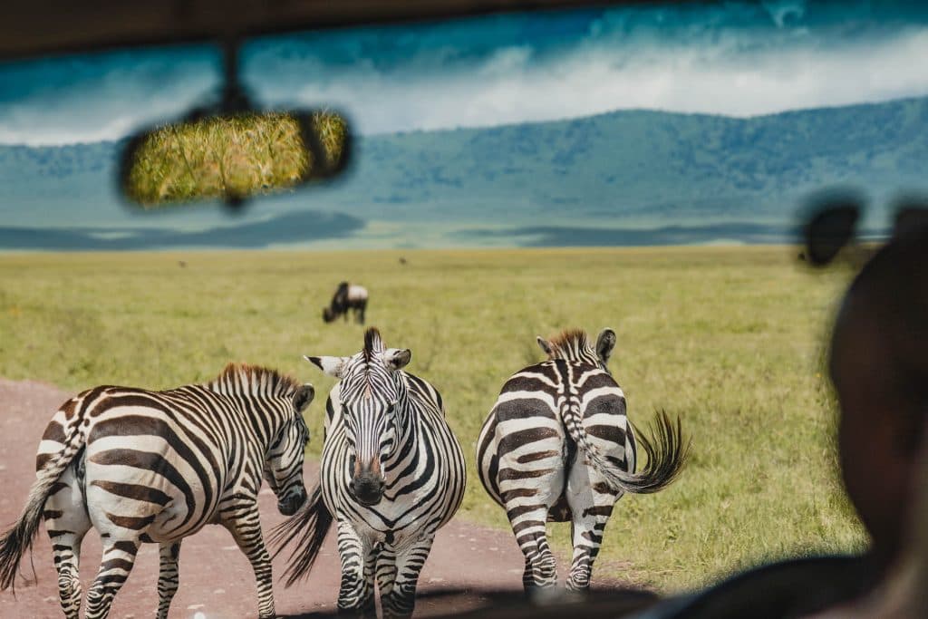 Drie zebra's staan en lopen op een zandweg in een grassige savanne, gezien vanuit een voertuig, vlakbij de Poolpaal door Tanzania. Op de achtergrond grazen meer zebra's met glooiende heuvels onder een bewolkte Afrikaanse lucht.