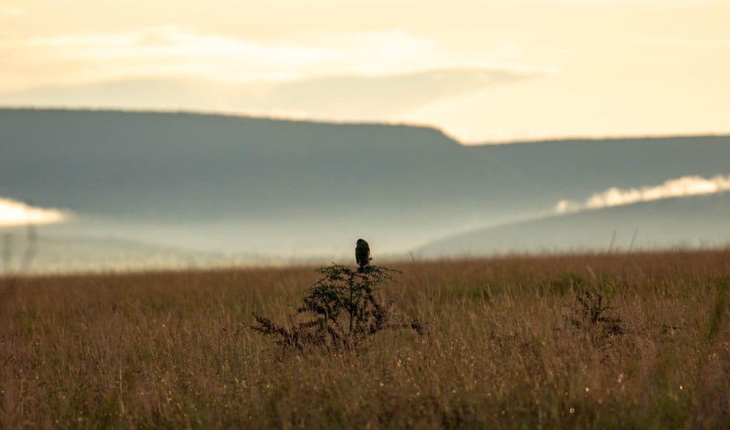 Een eenzame vogel strijkt neer op een kleine struik in het midden van een uitgestrekt grasveld bij zonsopgang, met mistige bergen en een zacht verlichte hemel op de achtergrond - een beeld van de vredige geest van Pole pole door Tanzania.