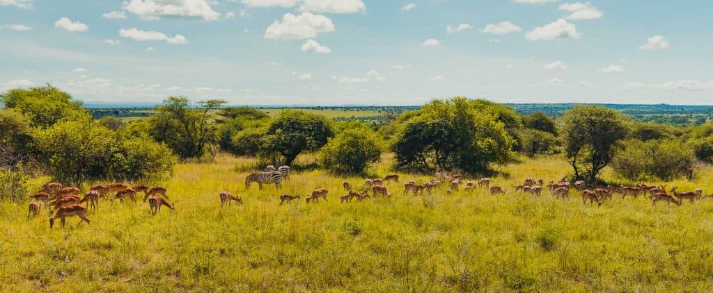 Een kudde antilopen graast in een zonovergoten grassige savanne met verspreide bomen in Tanzania; verschillende zebra's staan tussen hen onder een gedeeltelijk bewolkte blauwe Afrikaanse lucht.