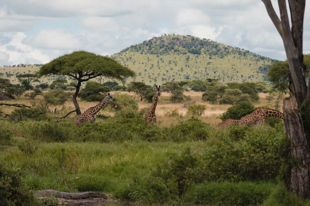 Drie giraffen staan en grazen tussen hoog gras en acaciabomen in de Afrika-savanne, met een groene, met bomen bezaaide heuvel op de achtergrond onder een gedeeltelijk bewolkte hemel - een iconisch uitzicht langs de Paal-Paal-Tanzania-route.