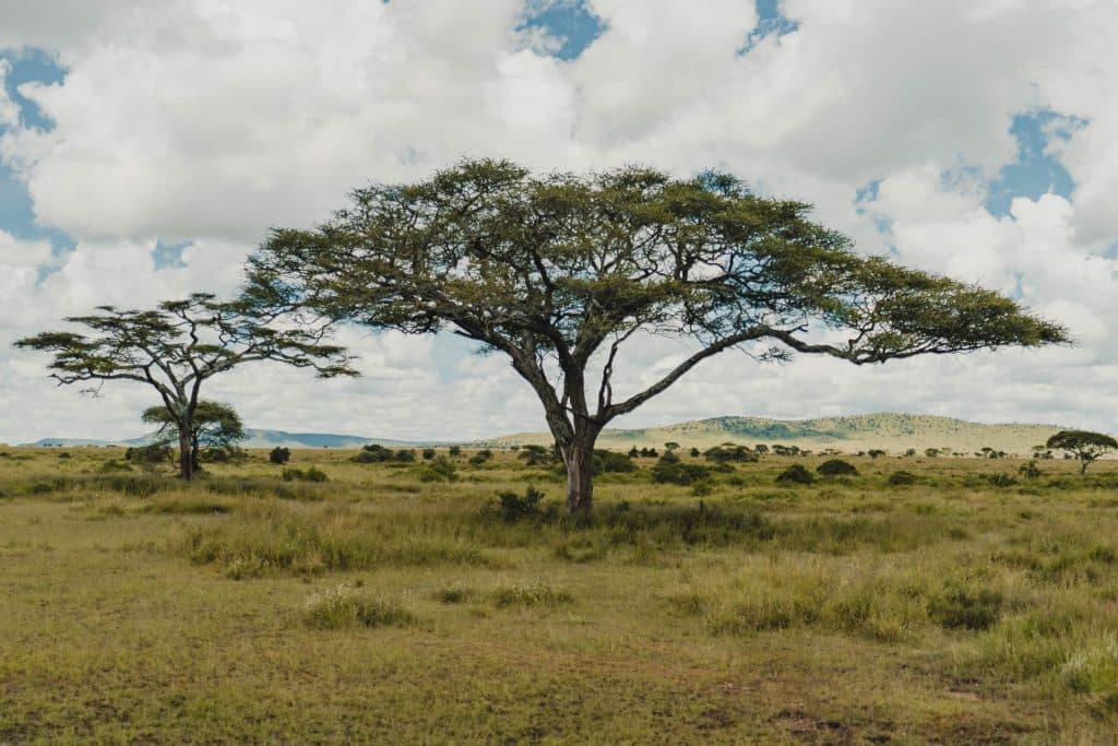 Twee grote acaciabomen staan in een met gras begroeide savanne onder een gedeeltelijk bewolkte hemel, met glooiende heuvels zichtbaar op de achtergrond - een beeld van de serene schoonheid van Afrika vlakbij de pool door Tanzania.