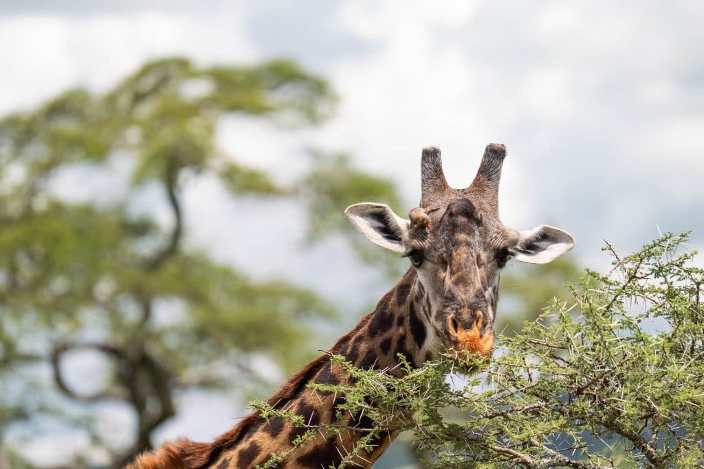 Een giraffe eet bladeren uit een struik, met een klein vogeltje op zijn hoofd. Vage groene bomen en een bewolkte lucht roepen de serene sfeer op van Afrika, misschien in de buurt van Pole Pole Door Tanzania.