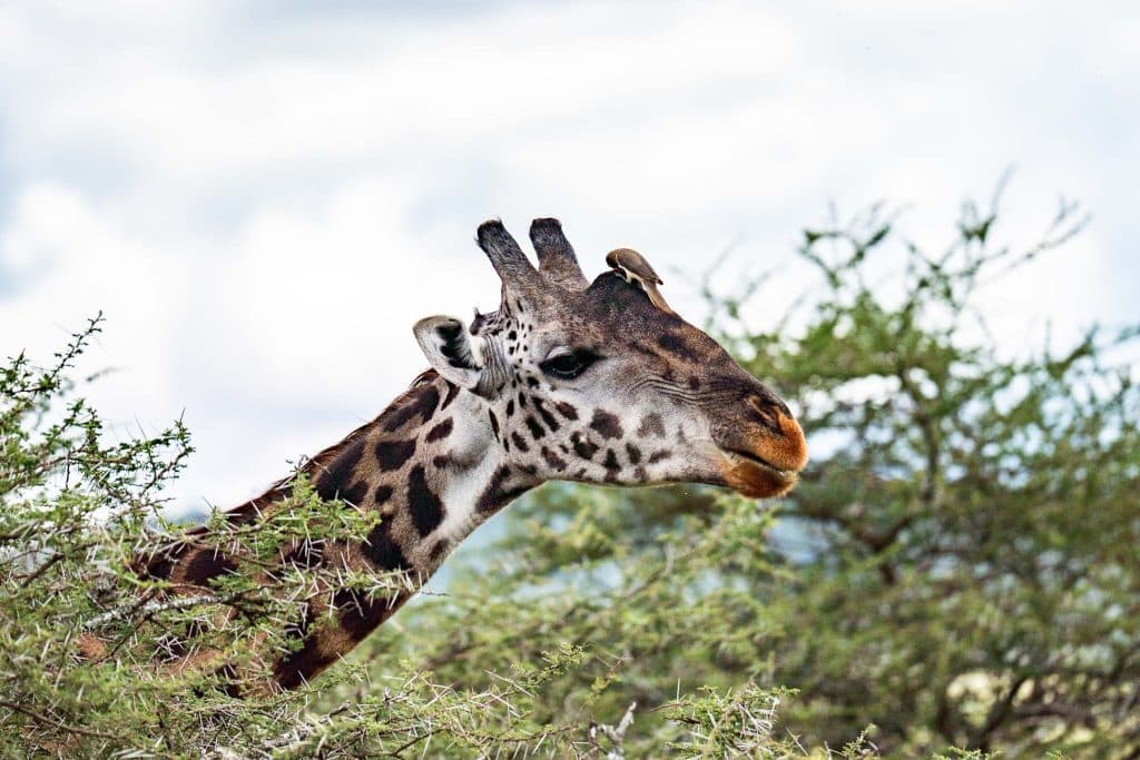 Een giraffe met een gedessineerde nek en gezicht staat tussen de groene struiken onder een bewolkte Afrikaanse hemel en belichaamt de serene schoonheid van Tanzania.