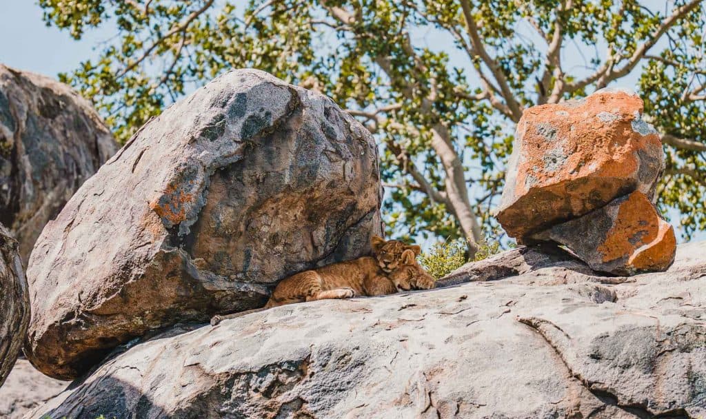 Een leeuwenwelp ligt uit te rusten in de schaduw onder grote, zonverlichte rotsen langs een bebladerde beek, die de wilde schoonheid van Afrika-Pole door Tanzania oproept.