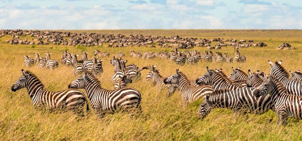Een grote kudde zebra's staat en graast in hoog, goudkleurig gras op een open savanne in Afrika, met meer zebra's zichtbaar in de verte onder een gedeeltelijk bewolkte hemel.