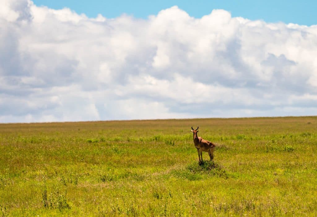 Een eenzame antilope staat midden in een uitgestrekt groen grasland onder een heldere Afrikaanse hemel met verspreide wolken, die de rustige geest van Pole pole door Tanzania belichaamt.