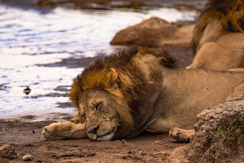 Een mannetjesleeuw met donkere manen ligt op de grond bij een waterplas in Afrika en rust uit met gesloten ogen. Een andere leeuw is gedeeltelijk zichtbaar op de achtergrond, waarmee de serene schoonheid van een pool door Tanzania wordt vastgelegd.