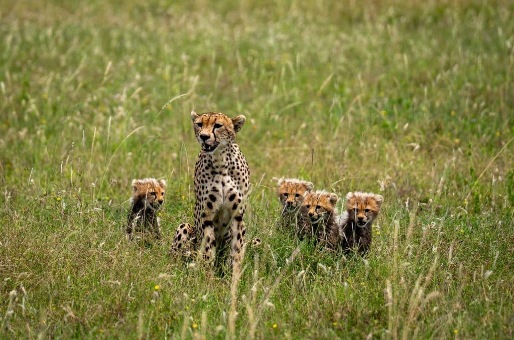 Een jachtluipaard zit in hoog gras met vijf jachtluipaardwelpen dicht om haar heen in een grasveld in Tanzania, Afrika.