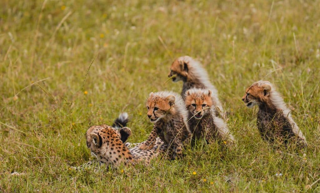 Een jachtluipaard ligt paalvast in hoog gras terwijl vier speelse jachtluipaardwelpen met pluizige vacht zich om hem heen verzamelen, allemaal omgeven door een groen, grasrijk veld in het wilde Afrika van Tanzania.