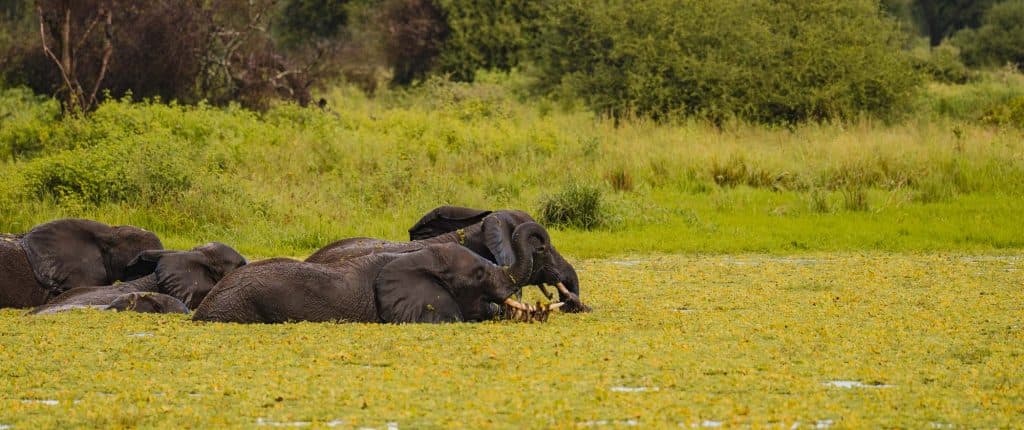 Een groep olifanten liggend en gedeeltelijk ondergedompeld in een veld bedekt met groene vegetatie, omringd door weelderig groen en bomen-een adembenemend tafereel tussen de hoogtepunten van Tanzania.