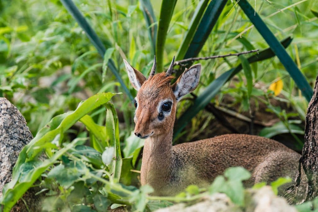 Een kleine bruine antilope met korte, puntige hoorns rust tussen groen gras en bladplanten, gedeeltelijk verborgen door de vegetatie - een van de hoogtepunten van Tanzania voor wildliefhebbers.