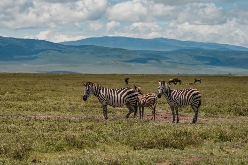 Drie zebra's staan samen op een grasvlakte - een van de vele hoogtepunten in Tanzania - met meer zebra's en grazende dieren op de achtergrond. Glooiende heuvels en bergen rijzen op onder een gedeeltelijk bewolkte hemel.