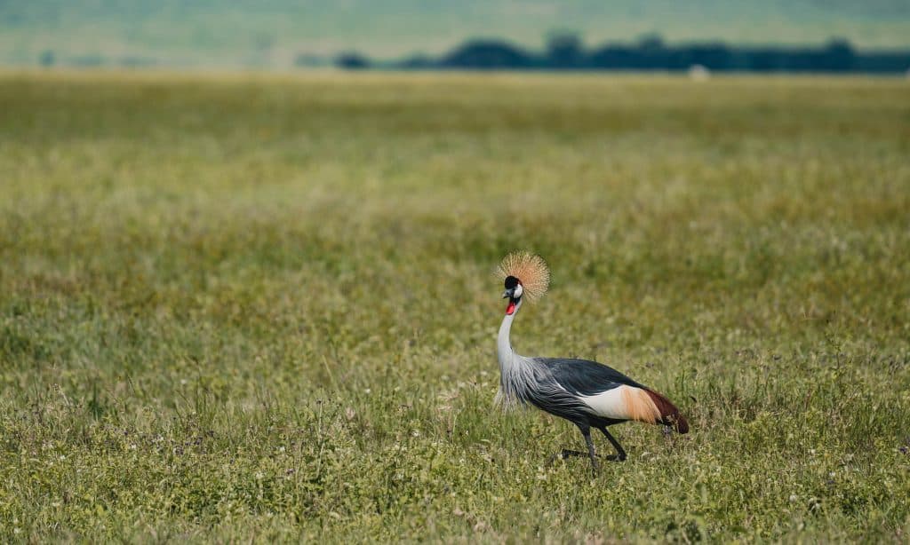 Een grijze kraanvogel met een gouden kuif staat in een grasveld - een prachtig gezicht tussen de hoogtepunten van Tanzania, met vage groene vlaktes en bomen in de verte op de achtergrond.