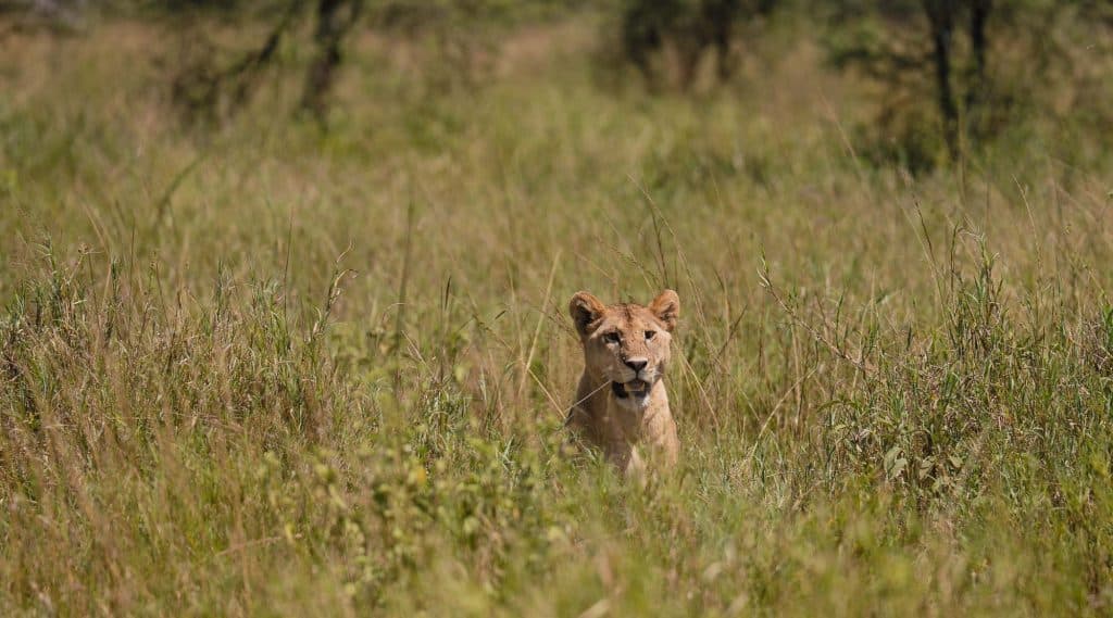 Een leeuwin zit alert en gedeeltelijk verborgen in hoog, groen gras in een savannelandschap - een van de hoogtepunten van Tanzania - terwijl vage bomen op de achtergrond blijven hangen.
