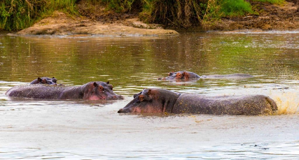 Vier nijlpaarden zijn gedeeltelijk ondergedompeld in een modderige rivier, met groen gras en vuil op de oever achter hen - een klassiek tafereel onder Tanzaniaanse hoogtepunten terwijl ze dicht tegen elkaar zwemmen, hun kop en rug zichtbaar boven het water.