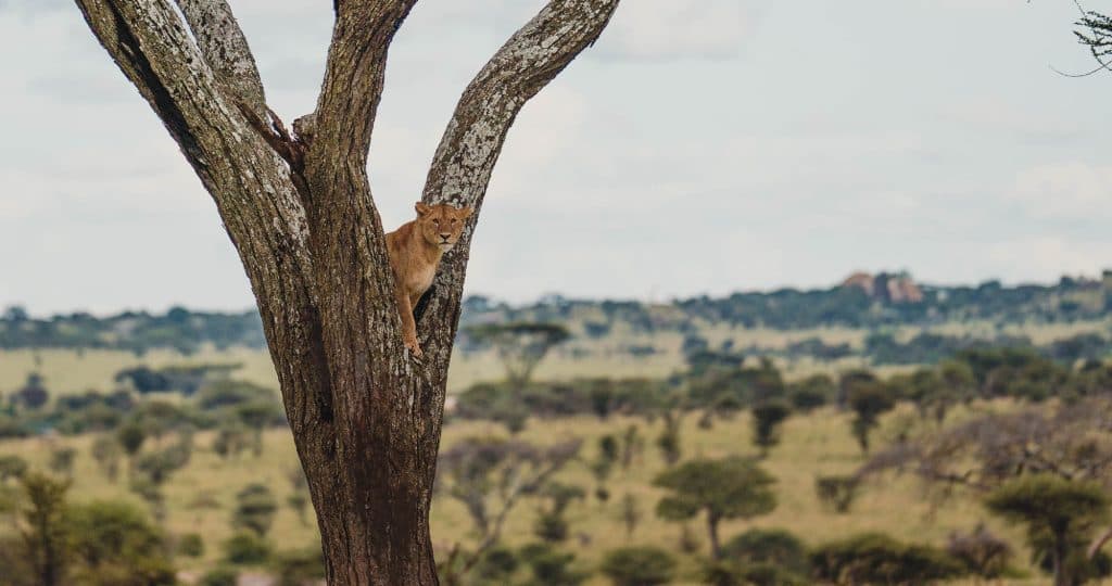 Een leeuwin klimt halverwege een grote boom in een open savanne, een van de hoogtepunten van Tanzania, met graslanden en verspreide bomen die zich in de verte uitstrekken onder een gedeeltelijk bewolkte hemel.