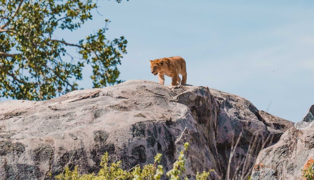 Een leeuwenwelp staat bovenop een grote rots, kijkt naar beneden, met een boom en blauwe lucht op de achtergrond - een van de prachtige Tanzania hoogtepunten voor wildliefhebbers.