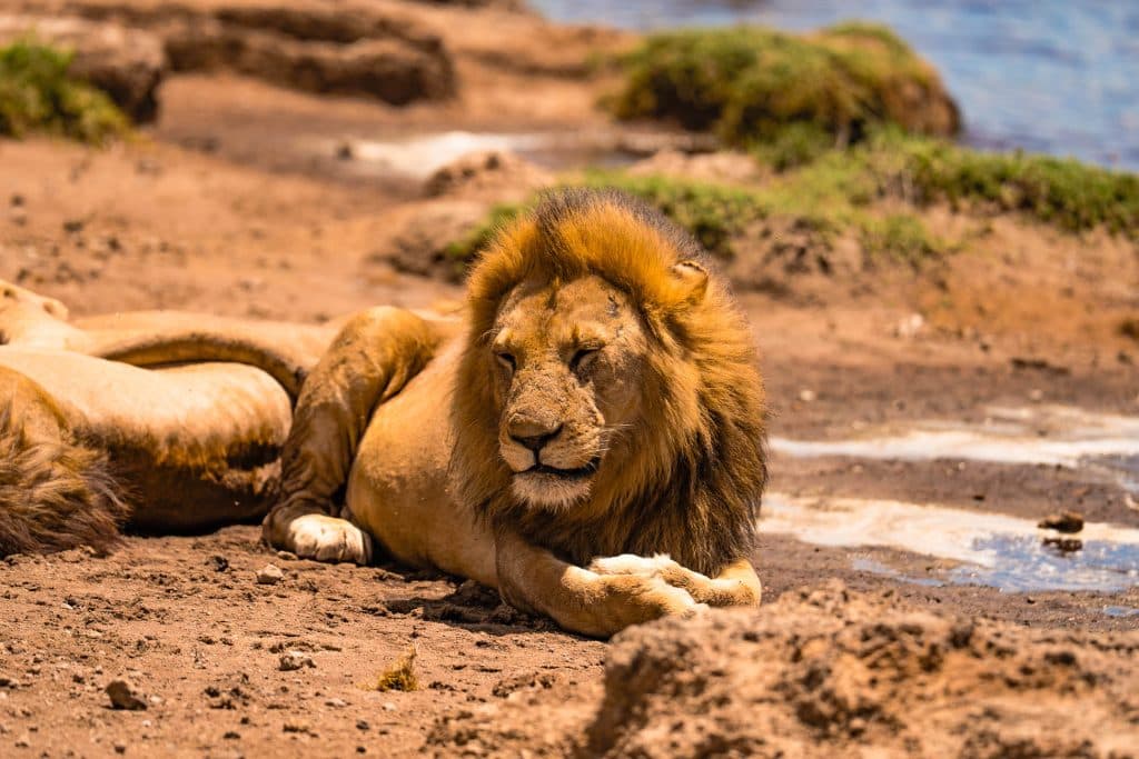 Een mannetjesleeuw met dikke manen ligt op de droge, zanderige grond bij een waterbron en rust uit met zijn poten gekruist - een van de onvergetelijke hoogtepunten van Tanzania. Een andere leeuw is gedeeltelijk zichtbaar naast hem.