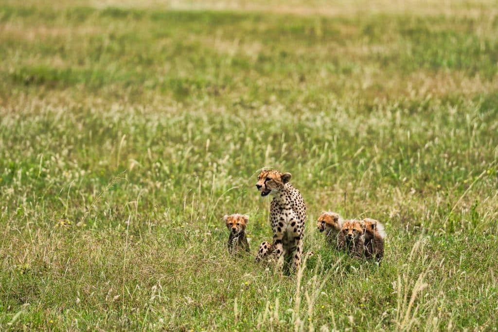 Een jachtluipaard met vier welpen zit in hoog groen gras in een open veld, opgaand in de natuurlijke omgeving - een prachtig tafereel tussen de hoogtepunten van Tanzania. De welpen zitten dicht om de volwassen cheeta heen.