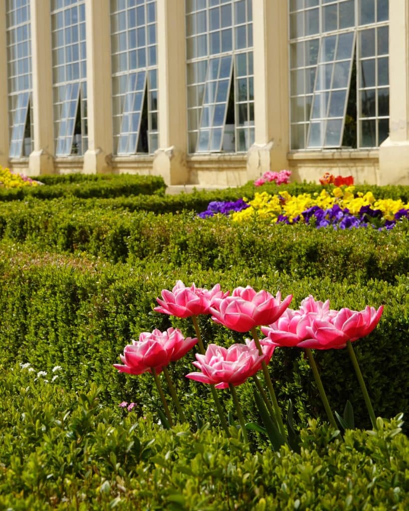 Felroze tulpen bloeien voor keurig gesnoeide heggen en kleurrijke bloembedden. Daarachter, als een scène uit Tsjechië, verrijst een glazen gebouw met hoge ramen in rasterpatroon te midden van levendig groen en zonlicht.