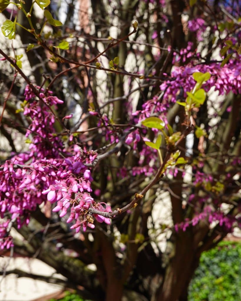 Een close-up van een boomtak met trosjes kleine roze bloemen en een paar felgroene bladeren, vastgelegd in Brno, Tsjechië. De zacht vervaagde achtergrond toont meer bloeiende takken, wat de schoonheid van reizen in de lente benadrukt.