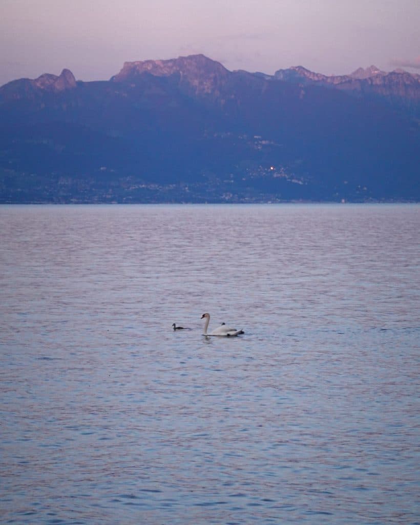 Een witte zwaan en twee kleine eendjes zwemmen in de schemering op het kalme, blauw-lavendelkleurige water bij Morges, in het kanton Vaud. Op de achtergrond zien de bergen in de verte er paars uit in het zachte avondlicht, met aan hun voet een vaag zichtbare stad.